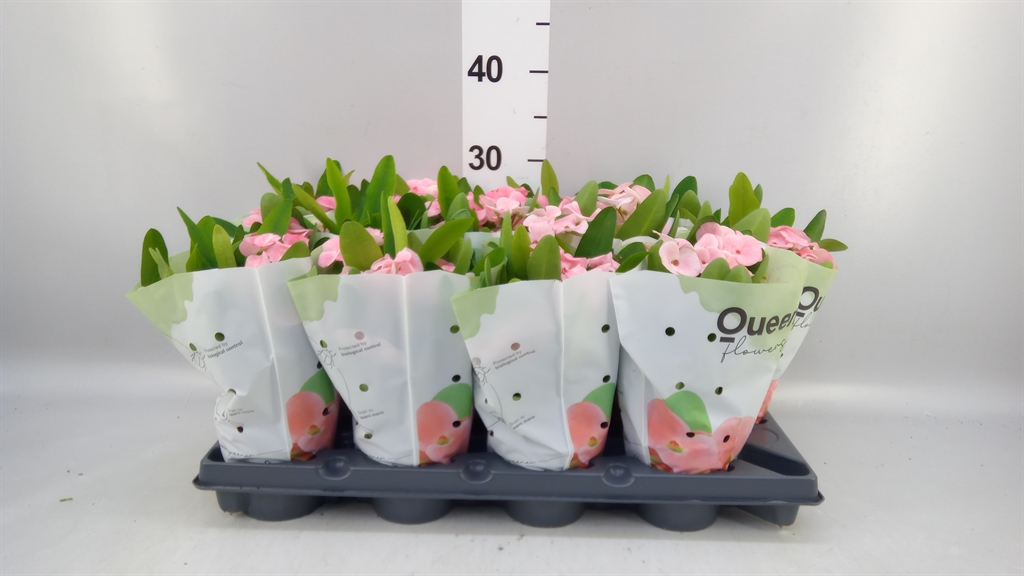 Euphor Mi Overig 510Ø 25cm