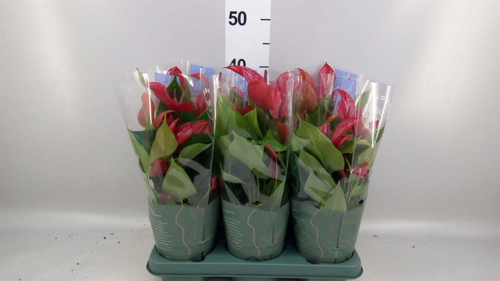 Anthurium Banderola Lava 12Ø 40cm