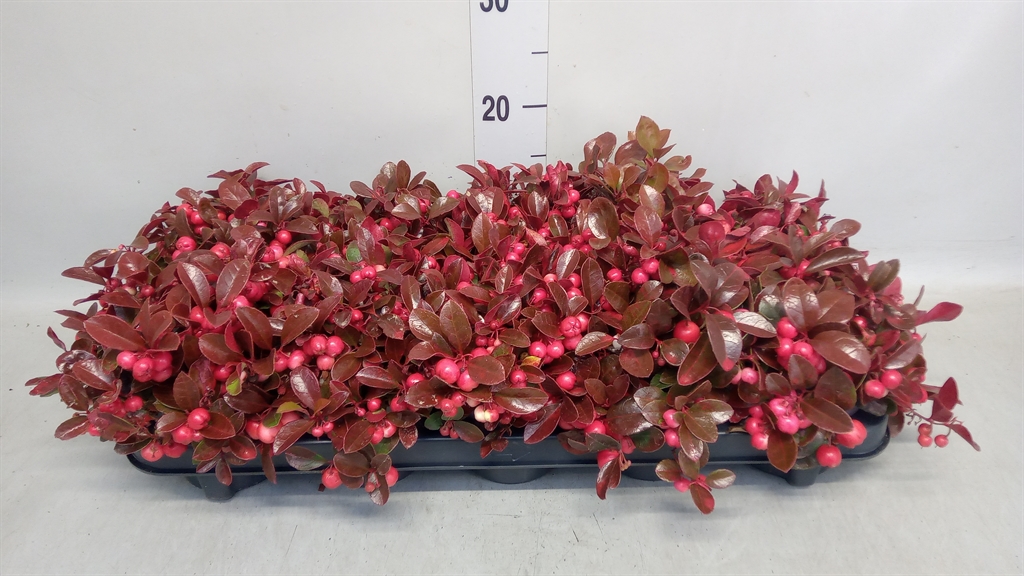 Gaultheria Procumbens 11Ø 20cm