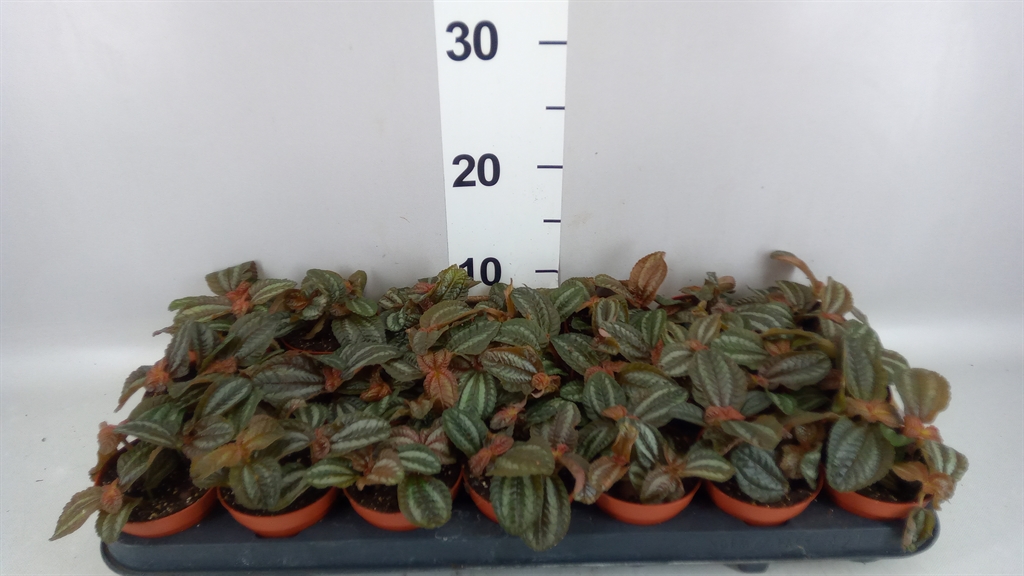 Pilea Norfolk 8Ø 10cm