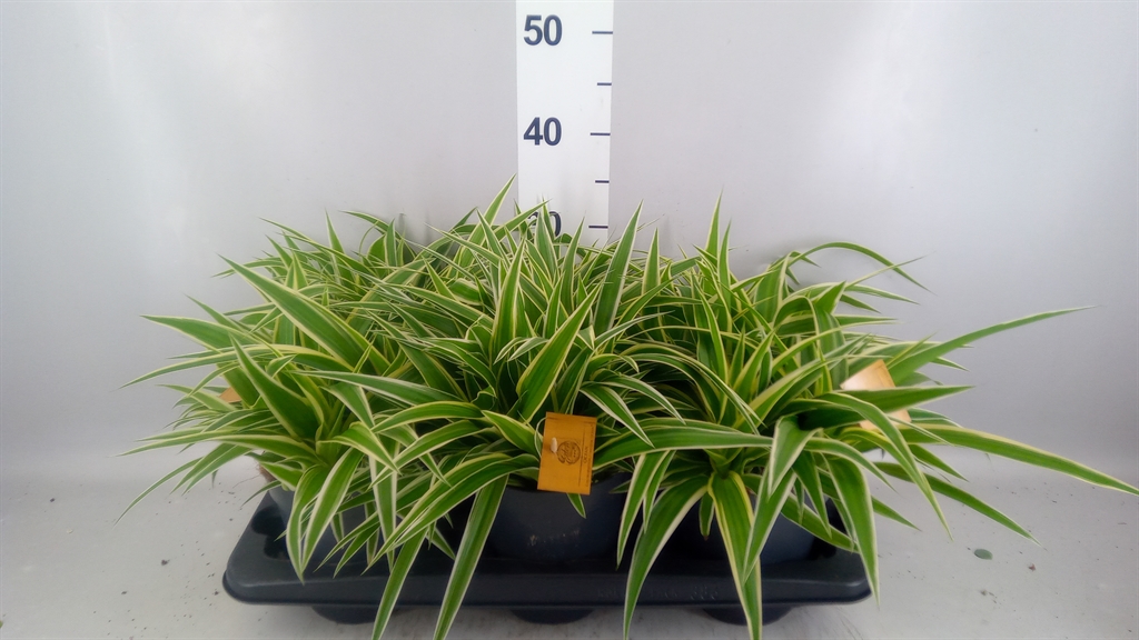Chlorophytum Ocean 15Ø 35cm