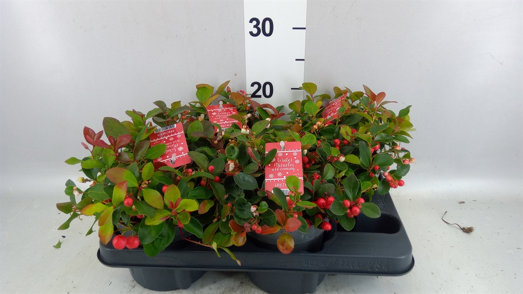 Gaultheria Big Berry 14Ø 15cm