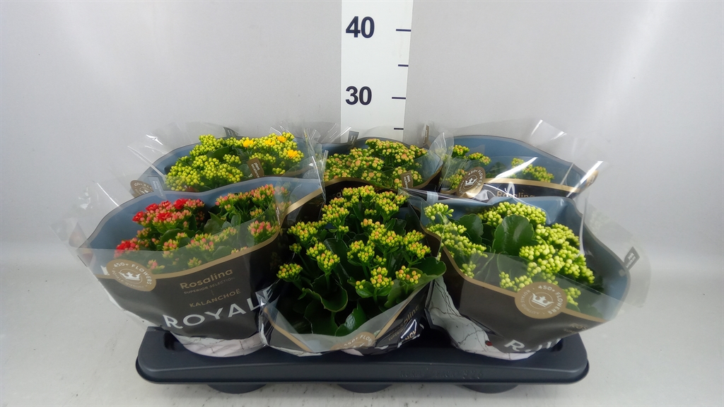 Kalanchoe Double Royale Mix 15Ø 27cm
