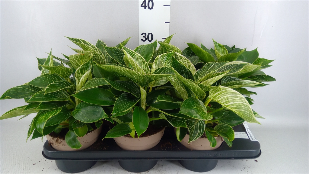 Philodendron Birkin 15Ø 30cm