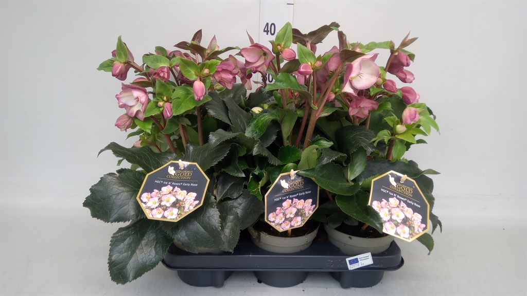 Hell Hgc Ice Rose Rs 13Ø 35cm