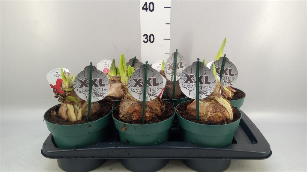 Hippeastrum Mix 17Ø 20cm