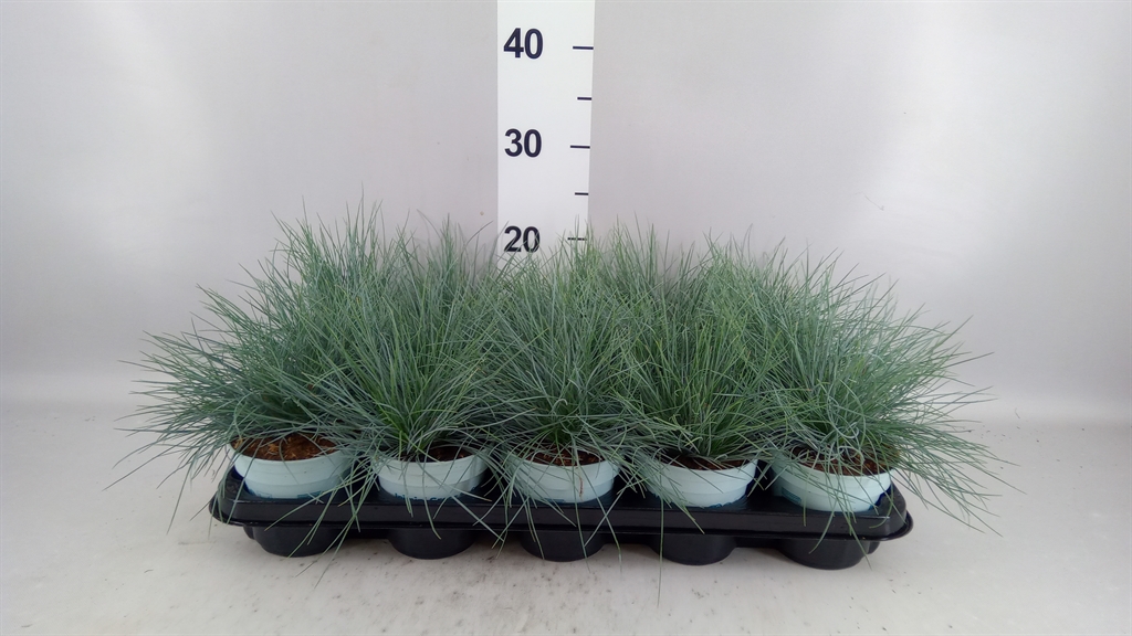 Festuca Compacta Blue 10Ø 25cm