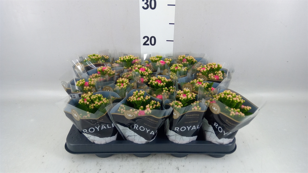 Kalanchoe Double Rosalina Nando Pink 7Ø 15cm