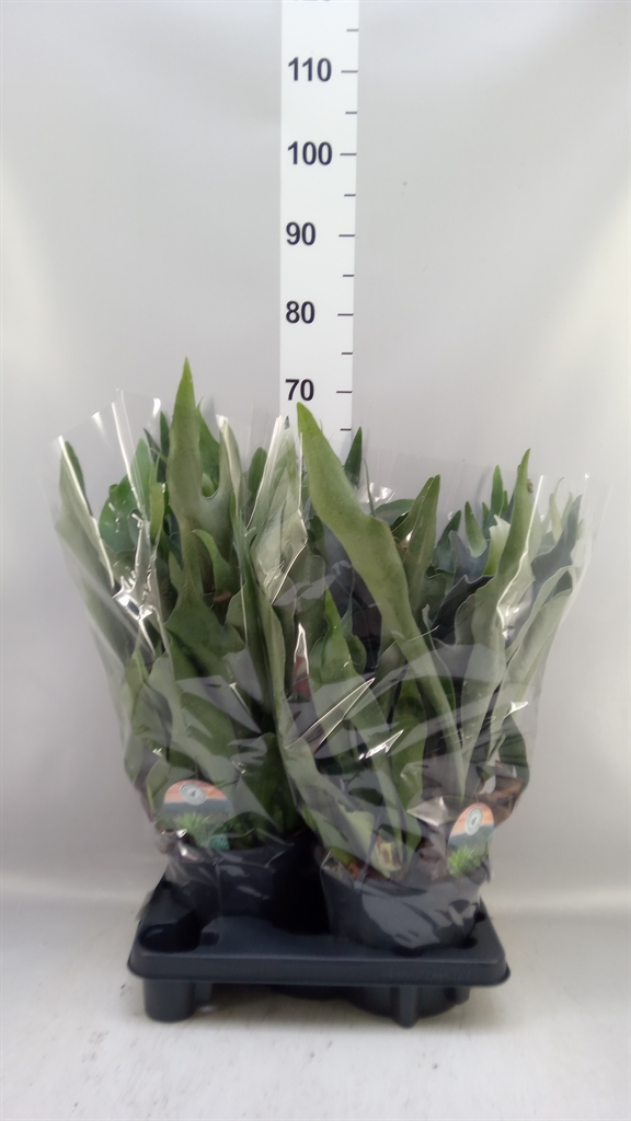 Platyc Bifurcatum 20Ø 50cm