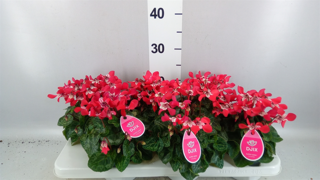 Cyclamen Super Serie Djix 12Ø 25cm