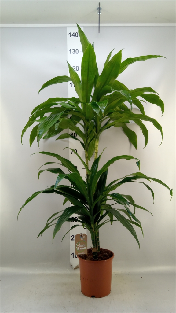 Dracaena Janet Craig 19Ø 120cm