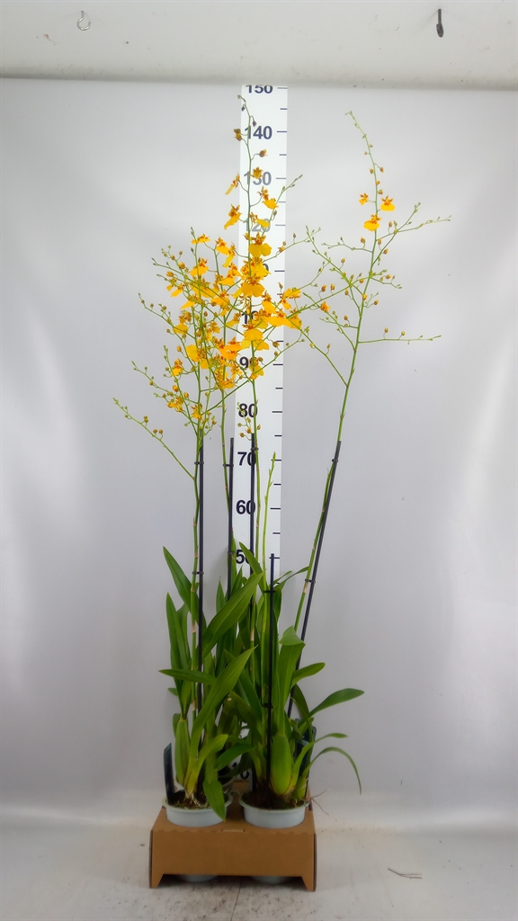 Oncidium