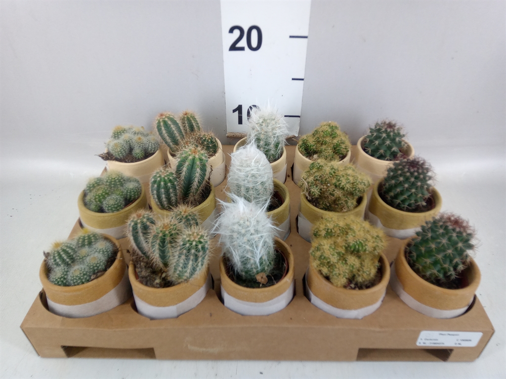 Cactus Mix 5Ø 10cm