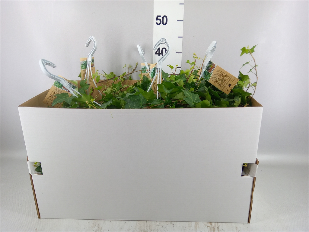Hedera Helix Pittsburgh 17Ø 100cm