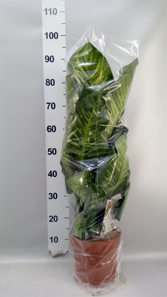 Dieffenbachia Maroba 21Ø 75cm