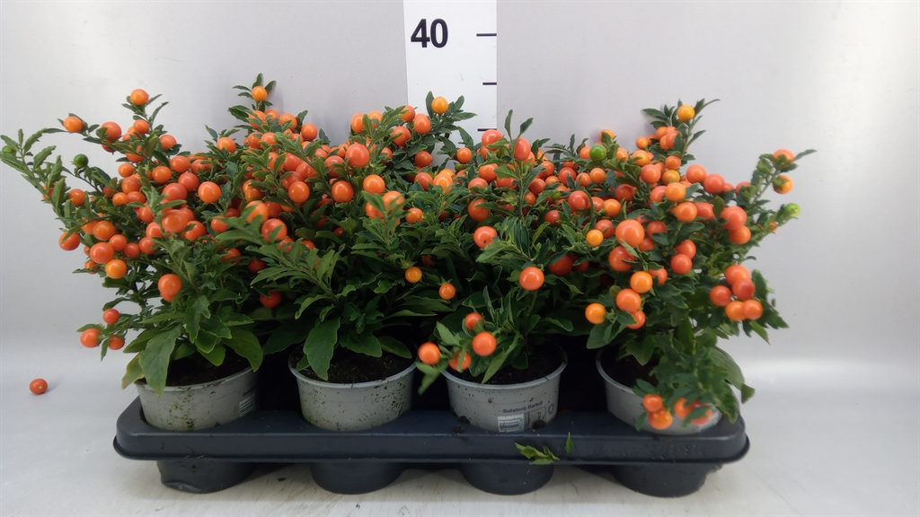 Solan Ps Bartoli Bes 12Ø 25cm