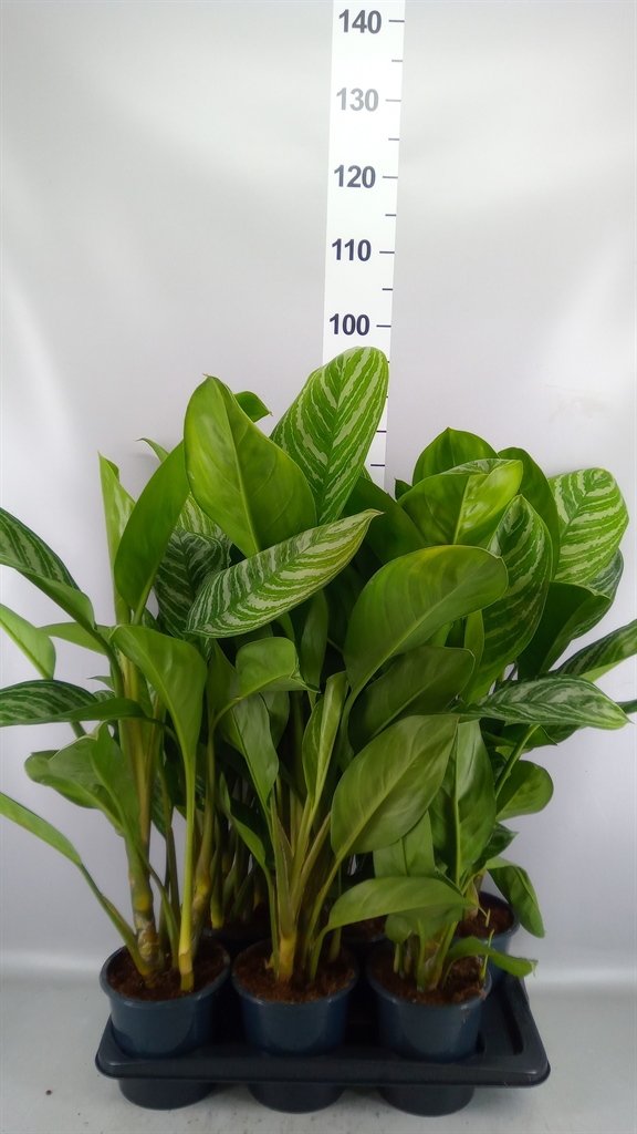 Aglaonema Stripes 17Ø 80cm