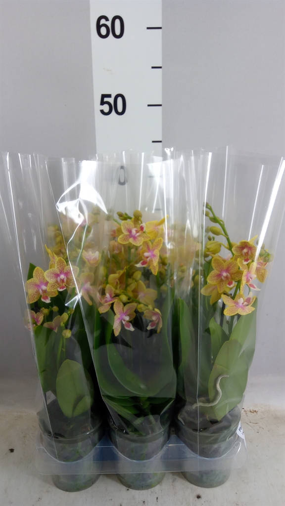 Phalaenopsis Multiflora Sunny Shore 9Ø 40cm 2st