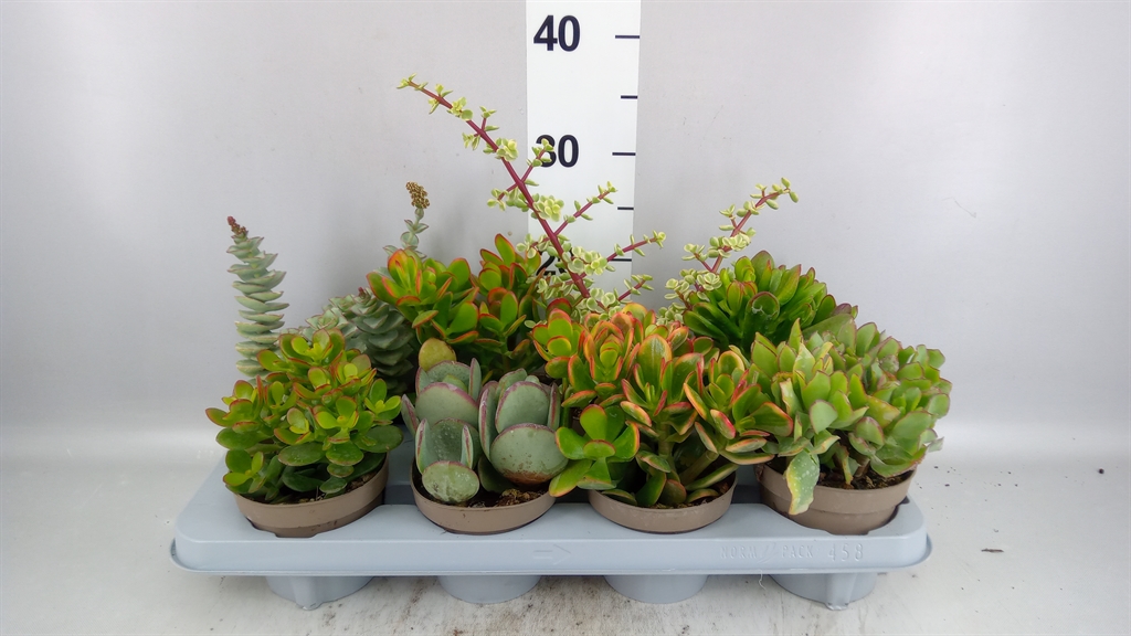 Crassula Mixed 12Ø 22cm
