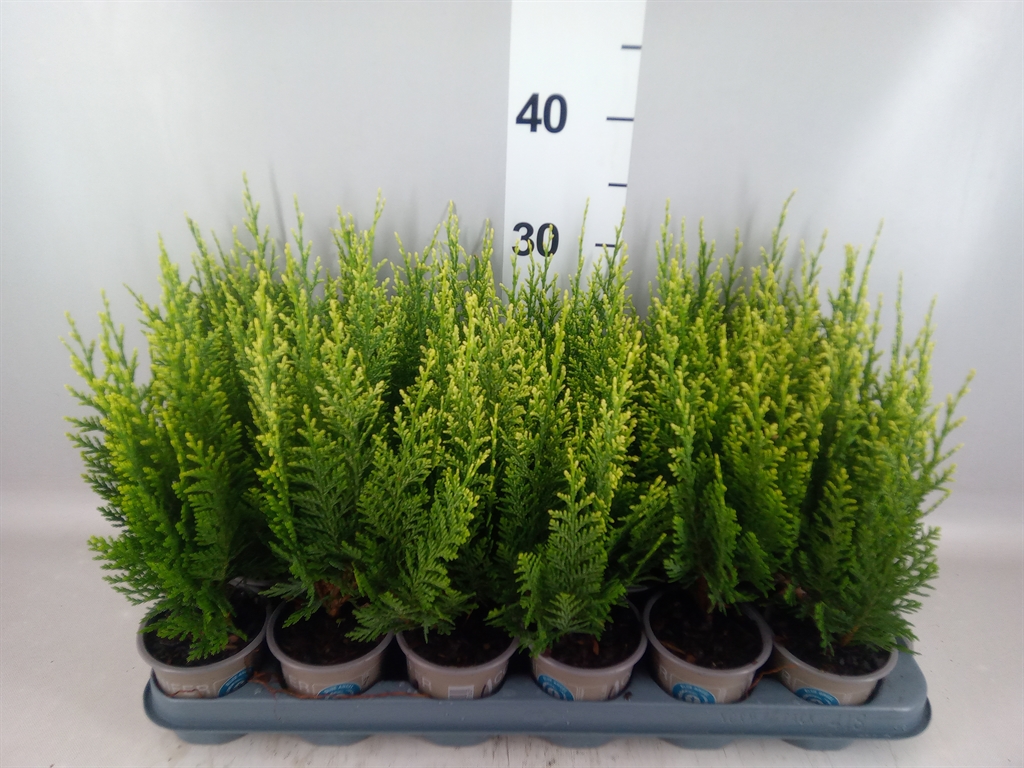 Chamaecyparis White Spot 9Ø 20cm