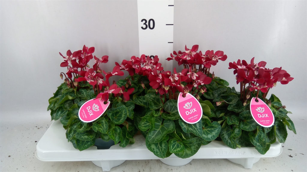 Cyclamen Super Serie Djix 12Ø 25cm