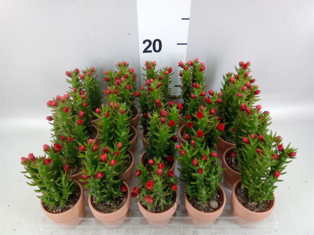 Austrocylindropu Sub 505Ø