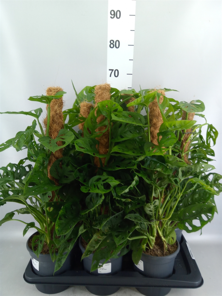 Monstera Adansonii Monkey Leaf 16Ø 75cm