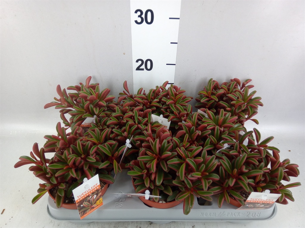 Pep Graveolens 510Ø 17cm