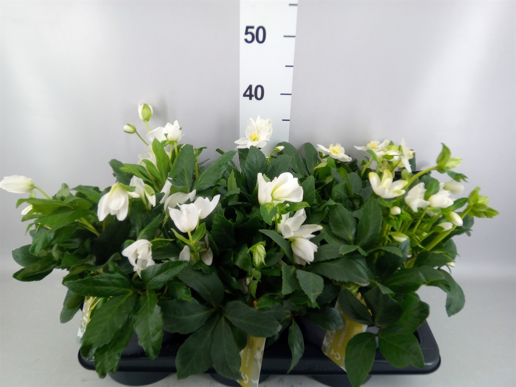Helleborus Advent Star 17Ø 30cm