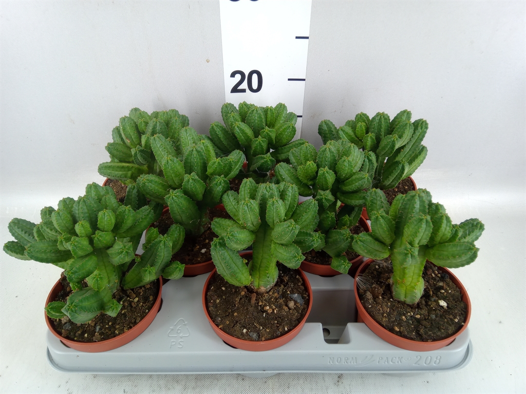 Euphor Succulenten 510Ø 17cm