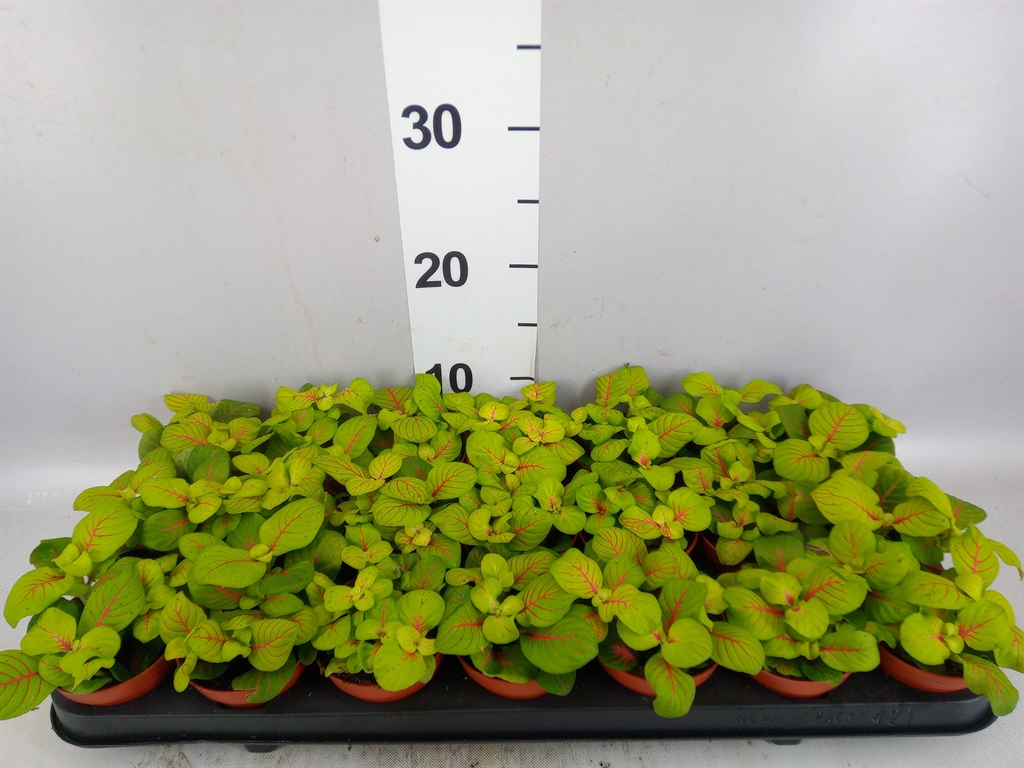 Fitt Overig 508Ø 12cm