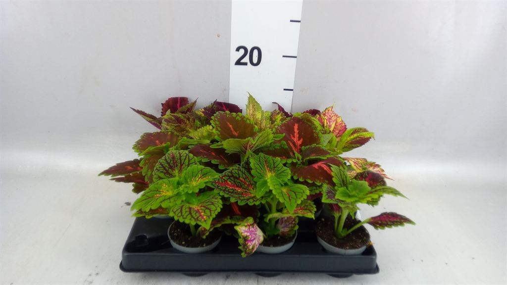 Coleus 6Ø 15cm