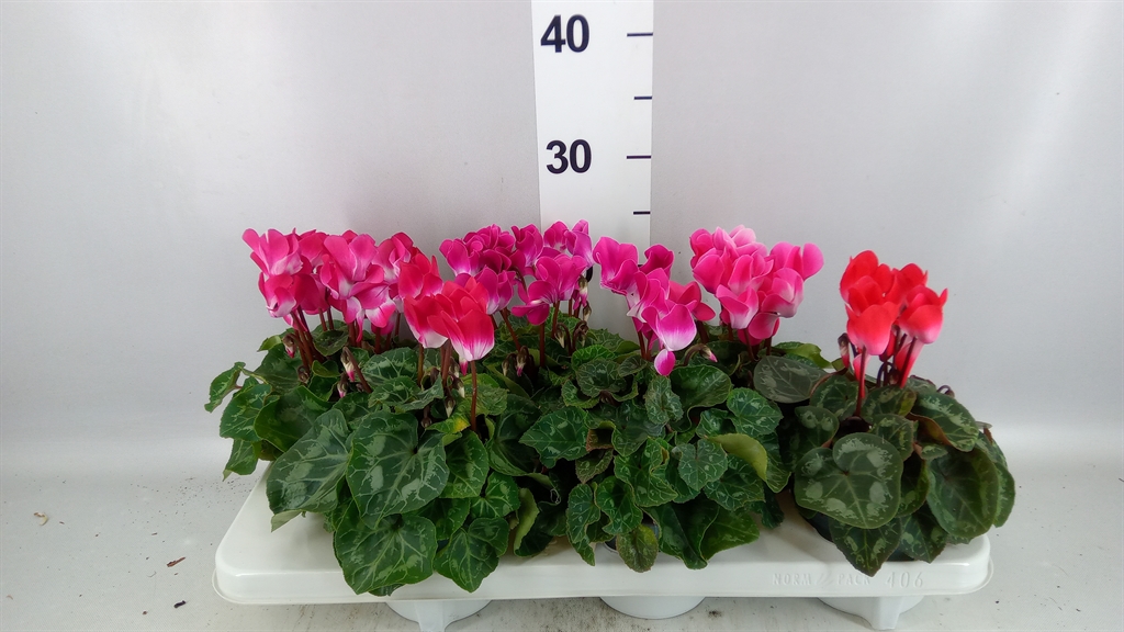 Cyclamen Midi Indiaka 12Ø 27cm