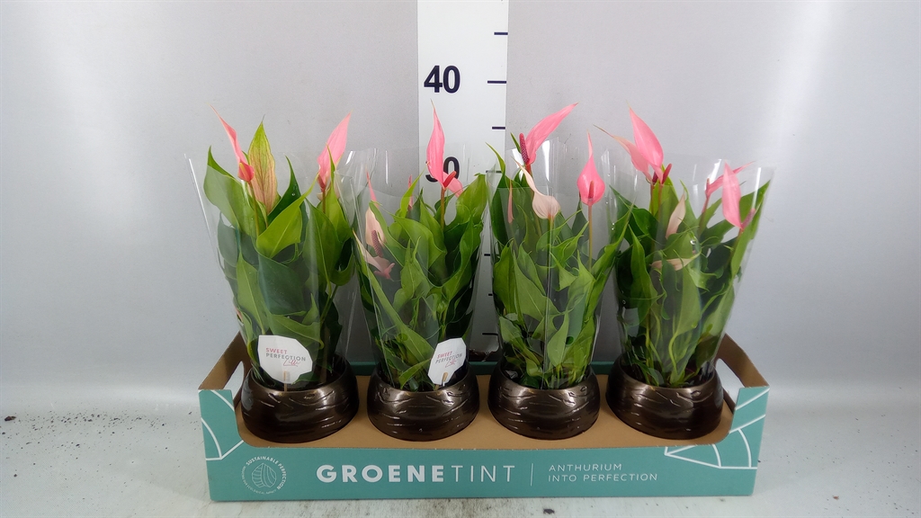 Anthurium Lilli 10Ø 30cm