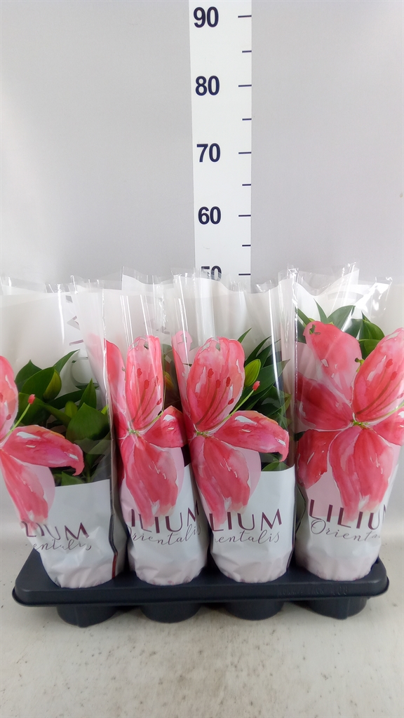 Lily Oriental Souvenir 13Ø 40cm