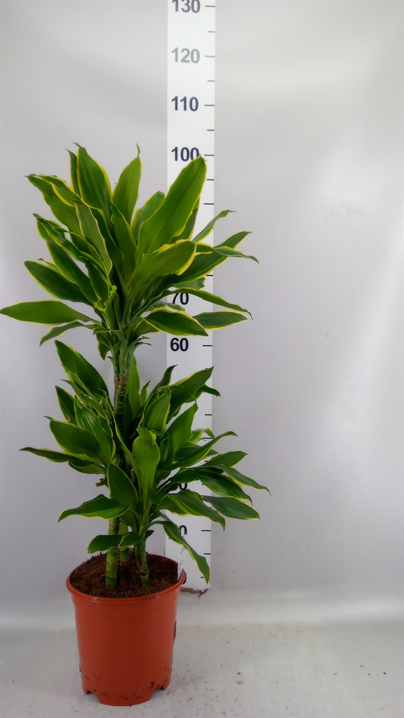 Dracaena Gold Coast 21Ø 85cm