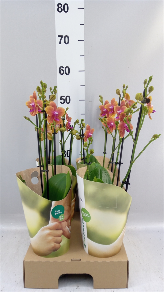 Phalaenopsis Multiflora Bolgheri 12Ø 50cm 3st