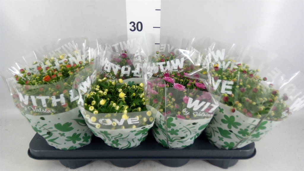 Chrysanth Mix 5 Colours 12Ø 25cm