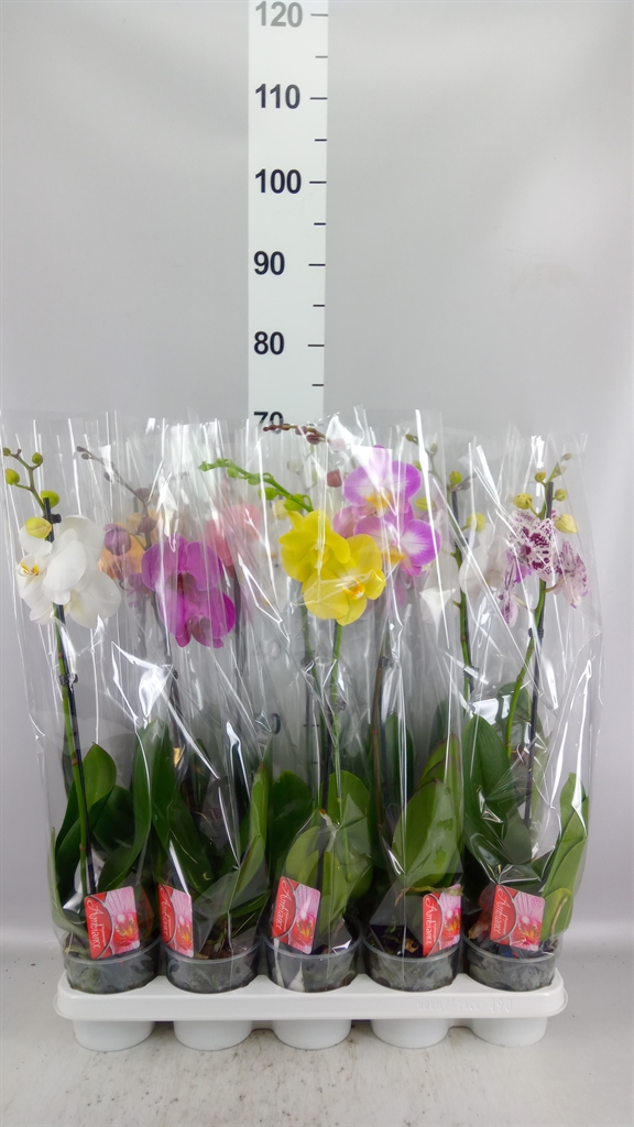 Phalaenopsis Mix 12Ø 65cm 1st