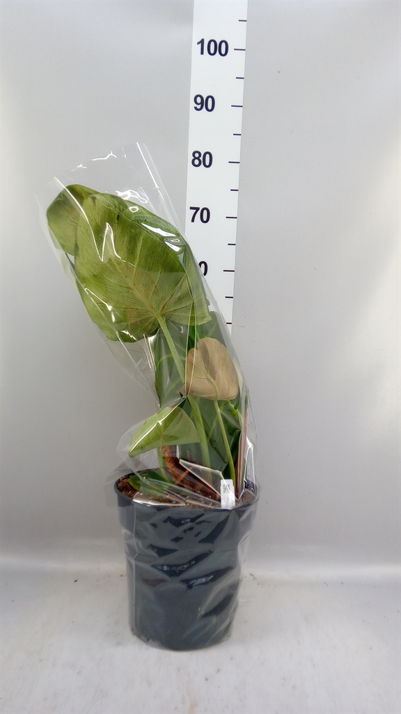 Phil Overig 24Ø 45cm