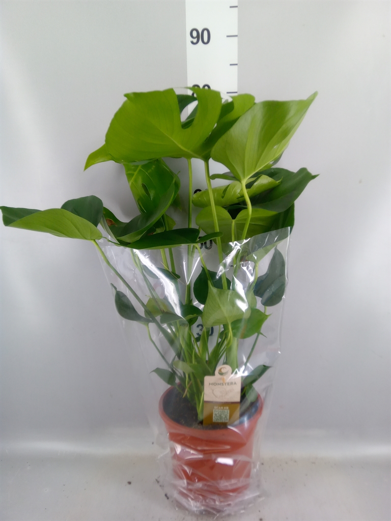 Monstera Deliciosa 21Ø 80cm