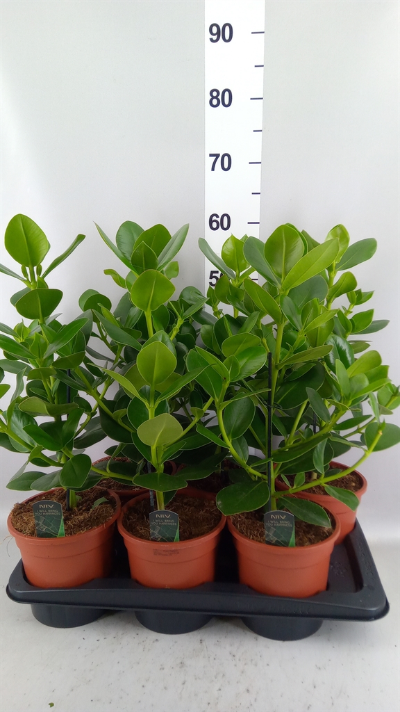 Clusia Princess 17Ø 55cm