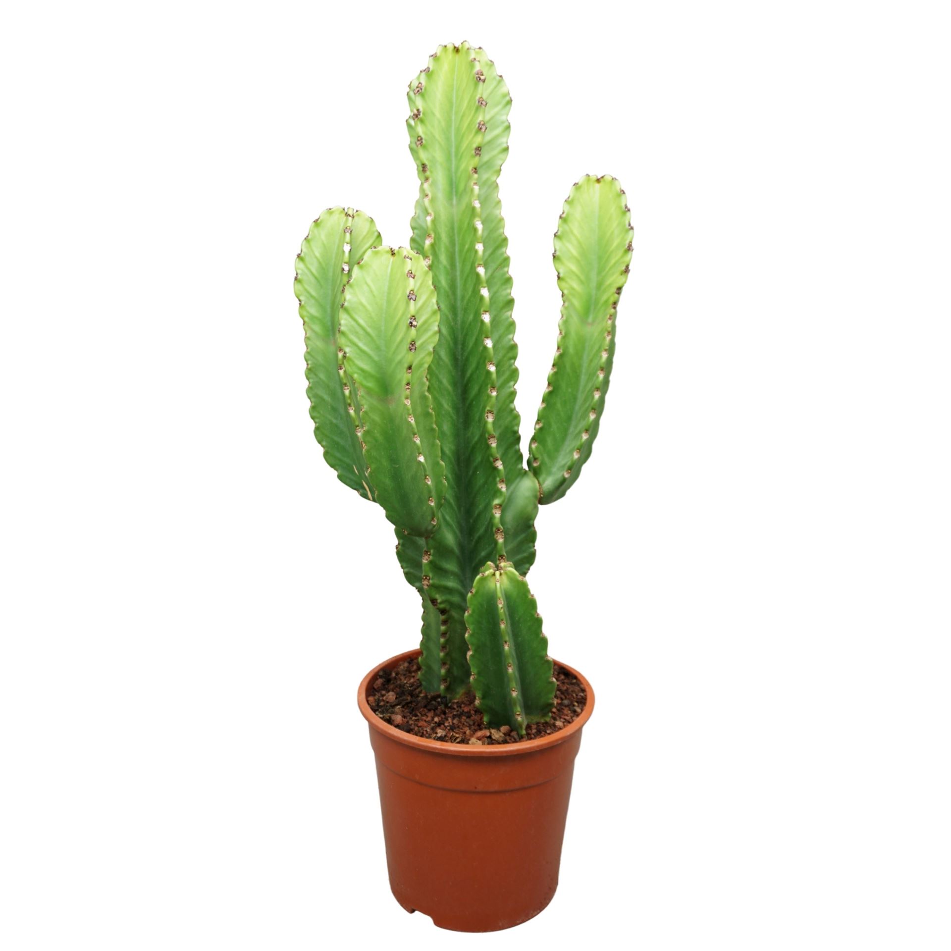 Euphorbia Ingens 24Ø 70cm