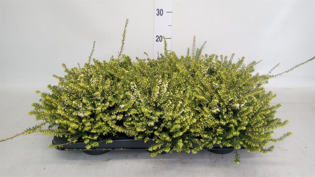 Erica Darleyensis White Perfection 13Ø 20cm