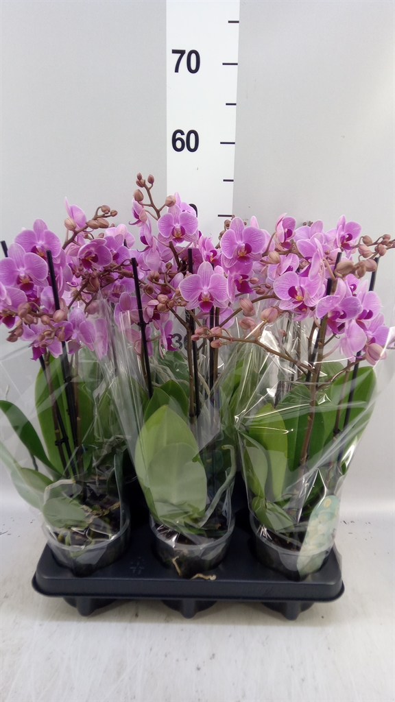 Phal Mf Ov Roze 12Ø 47cm