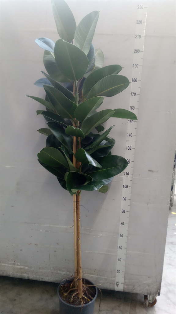 Ficus Robusta 30Ø 200cm