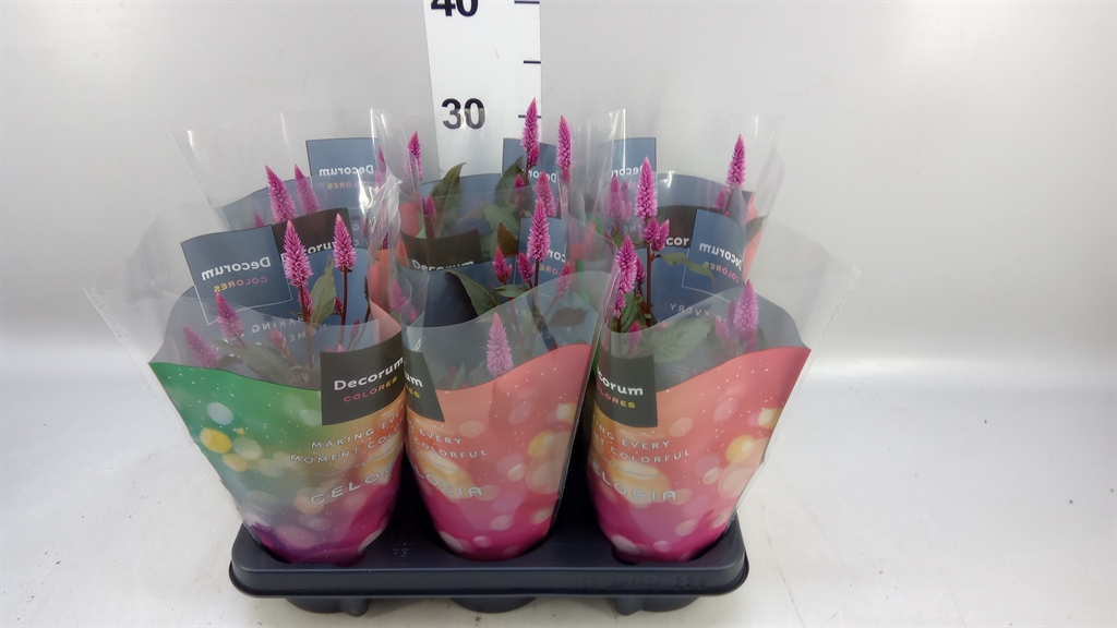 Celosia Merida Pink 12Ø 35cm
