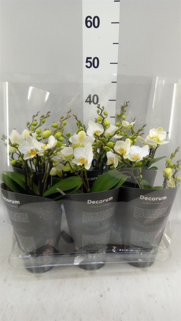Phalaenopsis Multiflora Lausanne 12Ø 35cm 503st