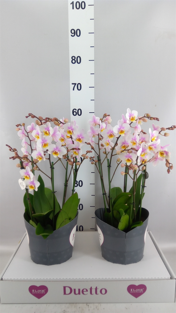 Phalaenopsis Multiflora San Jose 17Ø 50cm 4st
