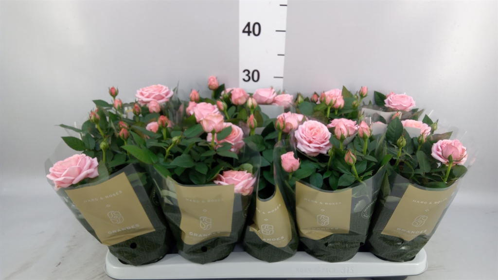 Rosa Kordana Grande 10Ø 25cm